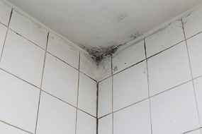 mould-a1-exhaust-ventilation-fan-singapore